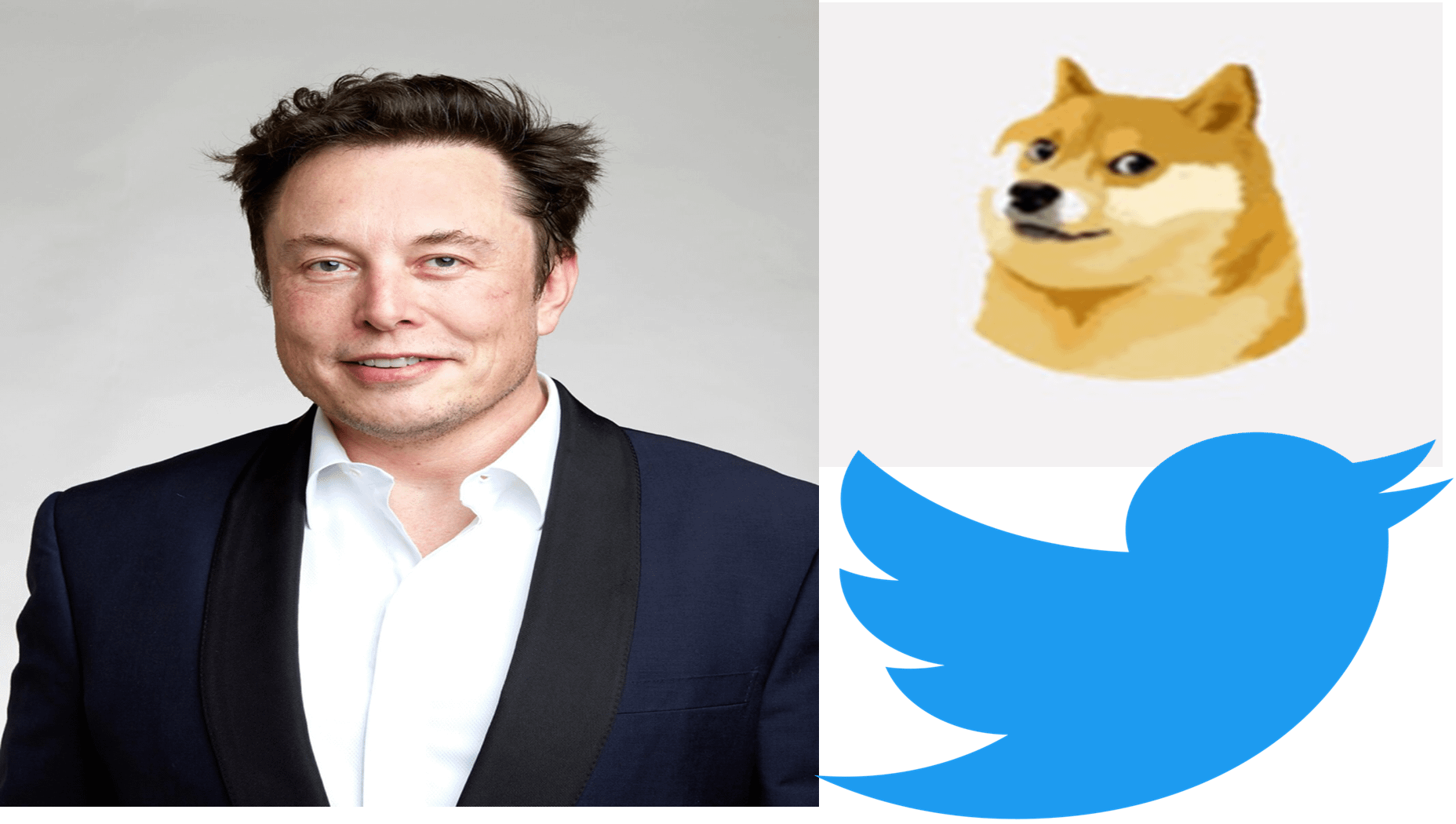 Twitter Changes Logo to Doge meme – Elon Musk - NewsedUp